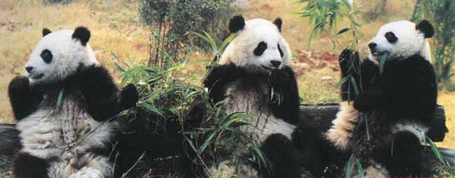 Панды, Китай