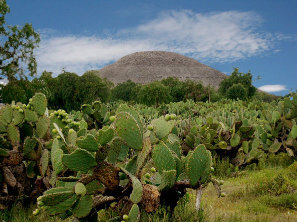 Кактусы, Мексика