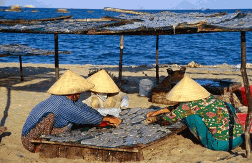 Женщины сушат рыбу, побережье Нячанга, Вьетнам
